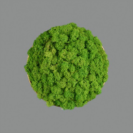 Applique Murale á LED Chamaleon Moss (10.5W)
