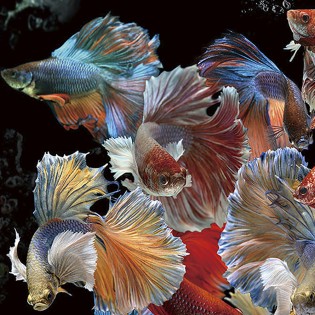 Cadre photo Peces Siam