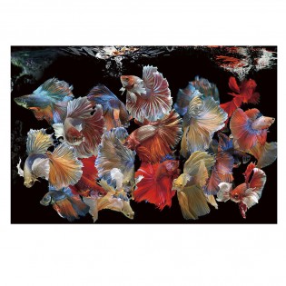 Cadre photo Peces Siam