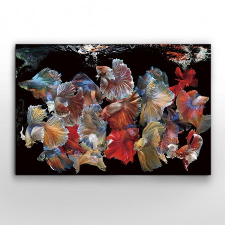 Cadre photo Peces Siam